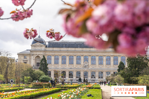 Visuel Paris 5e -  jardin des plantes - museum - printemps - cerisiers