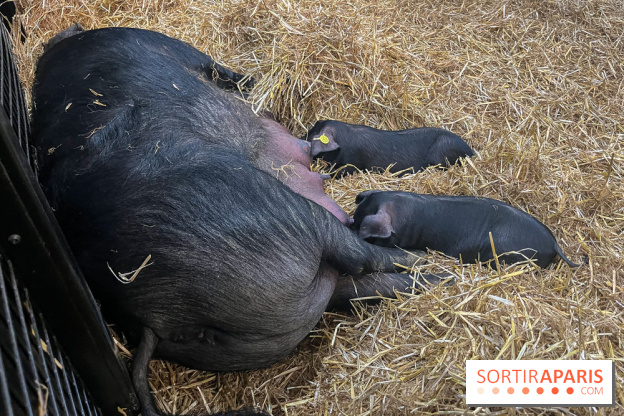Salon de l'agriculture 2024 - image00030