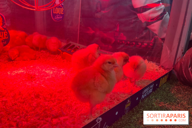 Salon de l'agriculture 2024