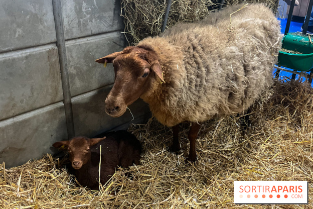 Salon de l'agriculture 2024 - image00020