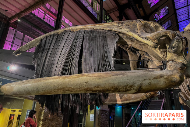 Grande Galerie de l'évolution- visuels 2024 - image00119