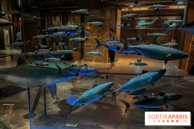 Grande Galerie de l'évolution- visuels 2024 - image00110