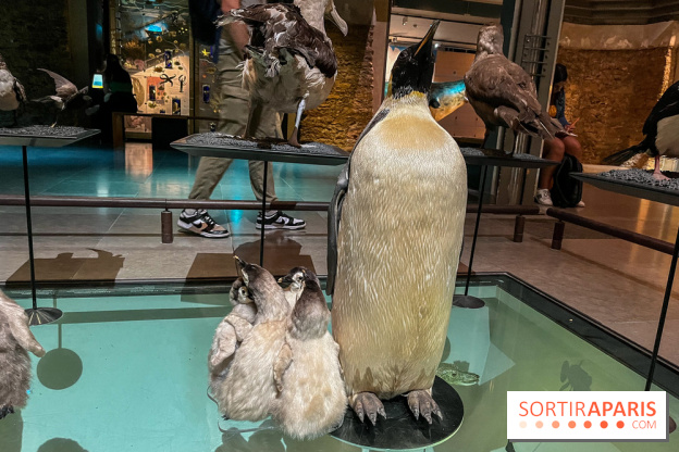 Grande Galerie de l'évolution- visuels 2024 - image00099