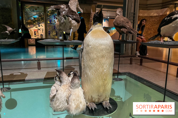 Grande Galerie de l'évolution- visuels 2024 - image00095