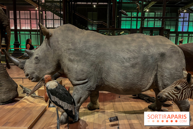 Grande Galerie de l'évolution- visuels 2024 - image00071