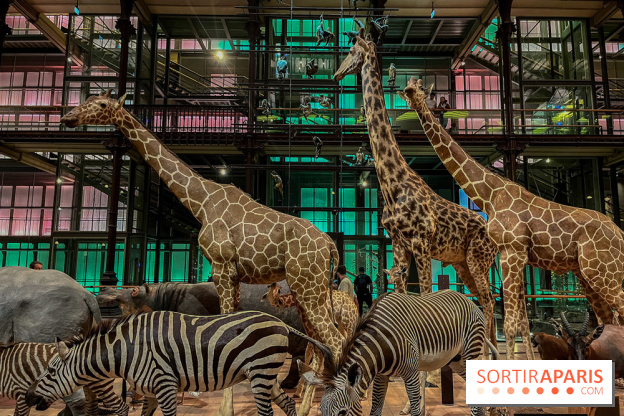 Grande Galerie de l'évolution- visuels 2024 - image00073