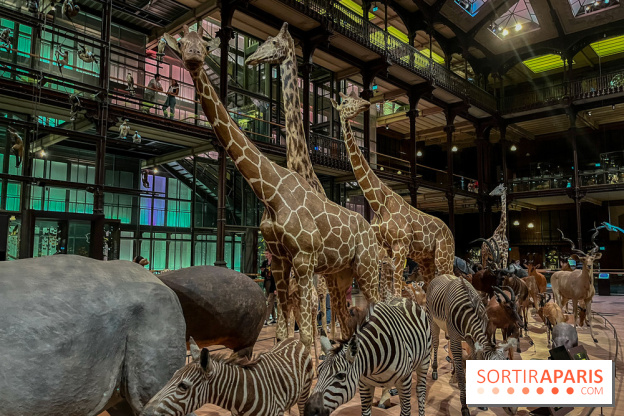 Grande Galerie de l'évolution- visuels 2024 - image00065