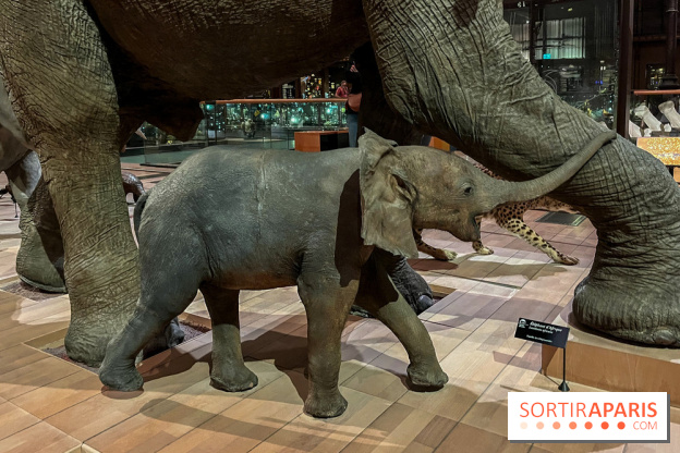 Grande Galerie de l'évolution- visuels 2024 - image00059