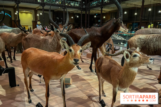 Grande Galerie de l'évolution- visuels 2024 - image00045