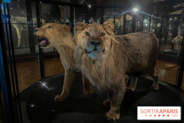 Grande Galerie de l'évolution- visuels 2024 - image00026