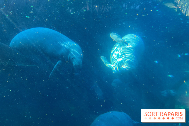 Zoo de Vincennes, Parc zoologique 2024 - nos photos - image00044