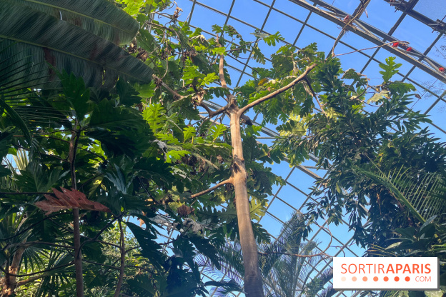 Zoo de Vincennes, Parc zoologique 2024 - serre tropicale