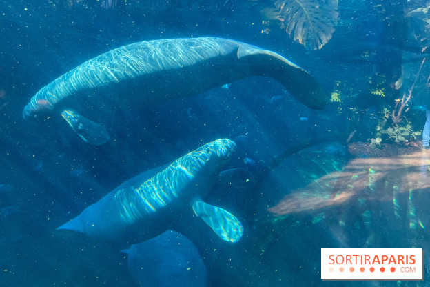 Zoo de Vincennes, Parc zoologique 2024 - nos photos - image00039