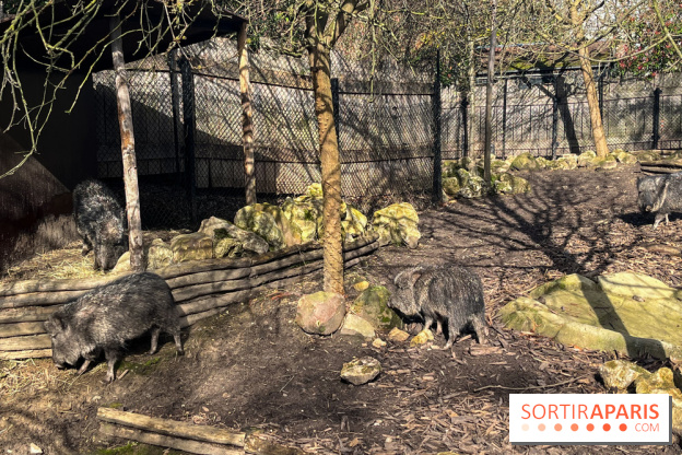Zoo de Vincennes, Parc zoologique 2024 - pécaris