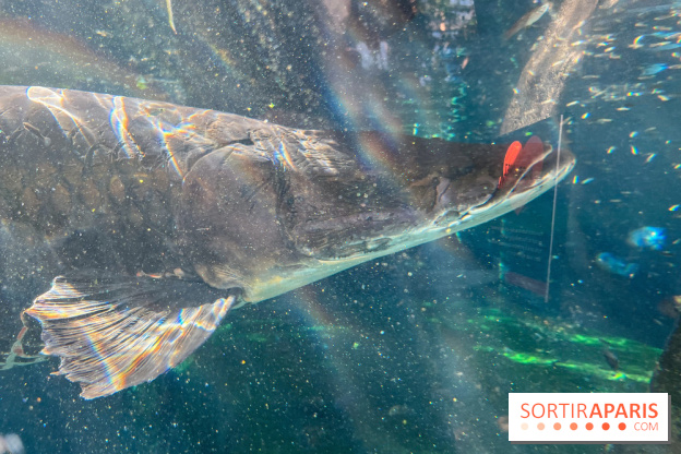 Zoo de Vincennes, Parc zoologique 2024 - poisson