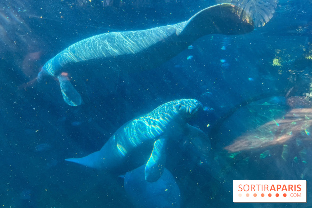 Zoo de Vincennes, Parc zoologique 2024 - lamantin