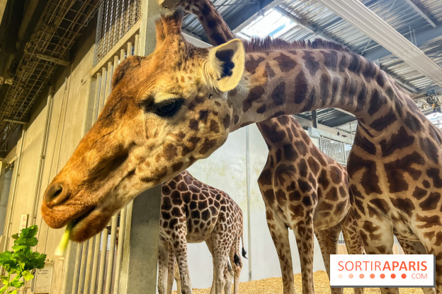 Zoo de Vincennes, Parc zoologique 2024 -  girafes