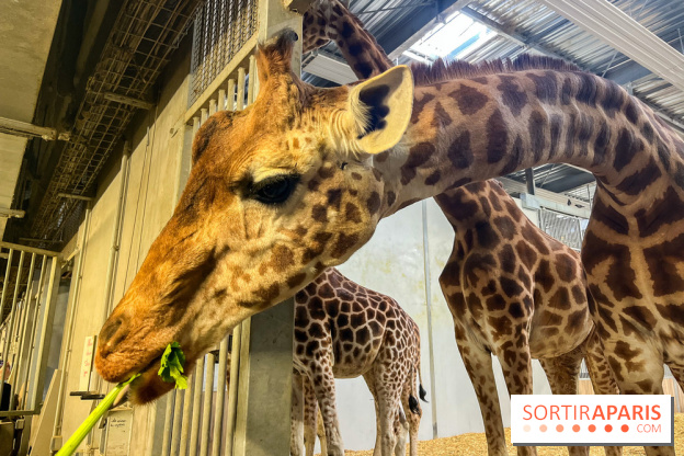 Zoo de Vincennes, Parc zoologique 2024 - girafes