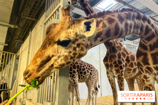 Zoo de Vincennes, Parc zoologique 2024 - girafes