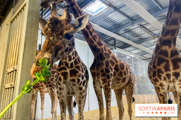 Zoo de Vincennes, Parc zoologique 2024 - girafes