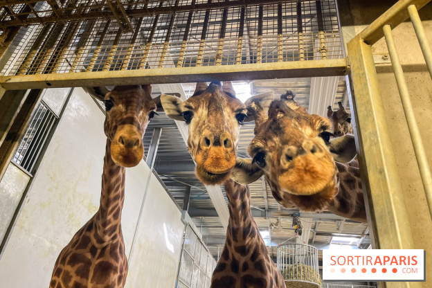 Zoo de Vincennes, Parc zoologique 2024 - girafes