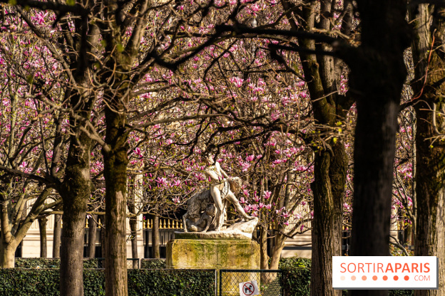 Les magnolias du Jardin du Palais Royal