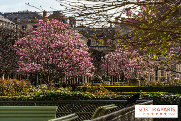 Les magnolias du Jardin du Palais Royal