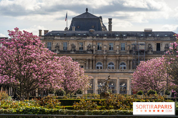 Les magnolias du Jardin du Palais Royal