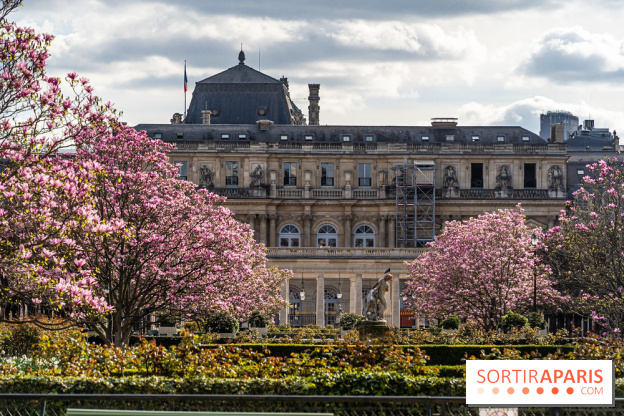 Les magnolias du Jardin du Palais Royal