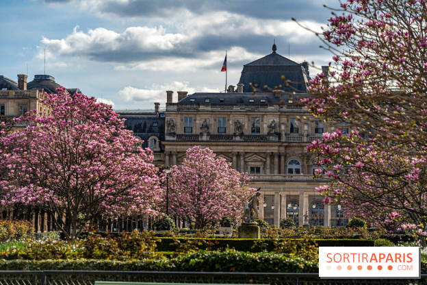 Les magnolias du Jardin du Palais Royal