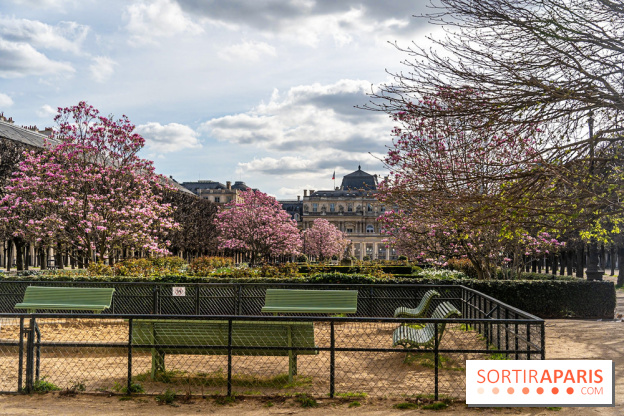Les magnolias du Jardin du Palais Royal