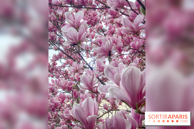 Les magnolias du Jardin du Palais Royal  - IMG 7389