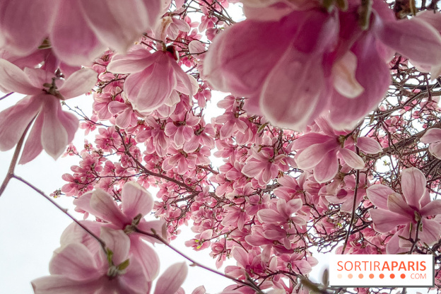 Les magnolias du Jardin du Palais Royal  - IMG 7391