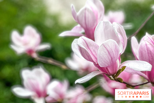 Les magnolias du Jardin du Palais Royal  - IMG 7396