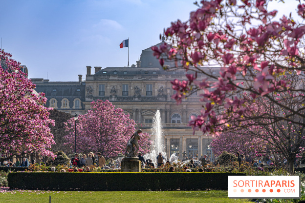 Les magnolias du Jardin du Palais Royal  - printemps - visuel Paris