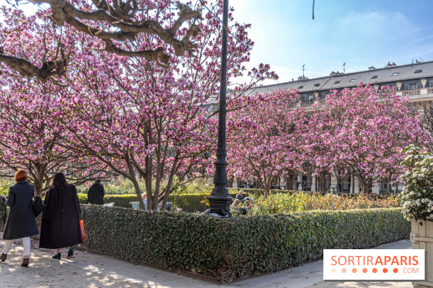Les magnolias du Jardin du Palais Royal  - printemps - visuel Paris