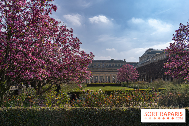 Les magnolias du Jardin du Palais Royal
