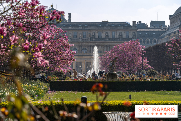 Les magnolias du Jardin du Palais Royal  - A7C04632