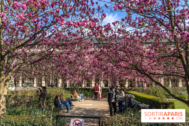 Les magnolias du Jardin du Palais Royal  - printemps - visuel Paris