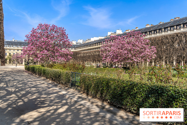 Les magnolias du Jardin du Palais Royal  - printemps - visuel Paris