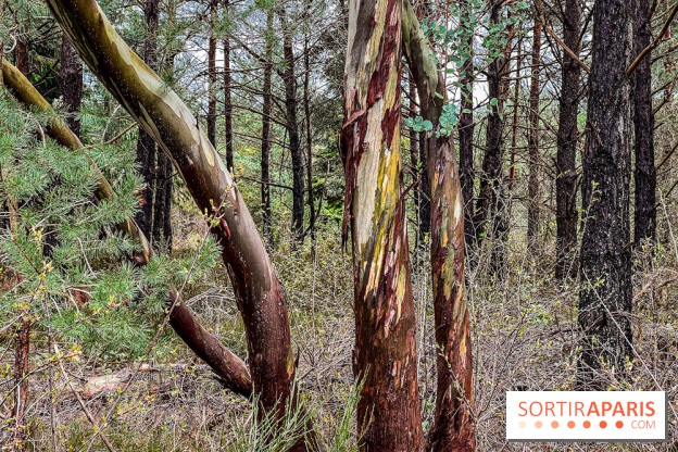 Arbor&Sens, l'Arboretum de Franchard en forêt de Fontainebleau - les photos