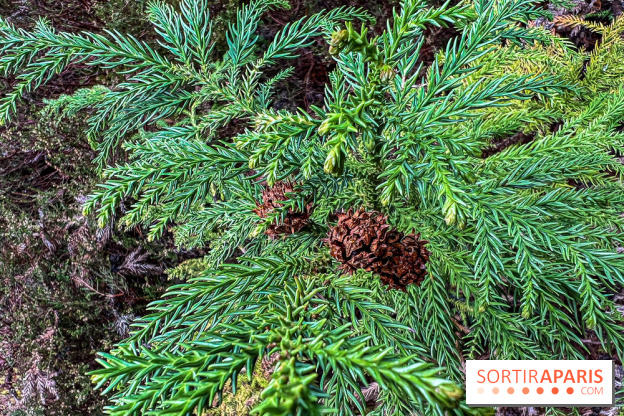 Arbor&Sens, l'Arboretum de Franchard en forêt de Fontainebleau - les photos - IMG 7957
