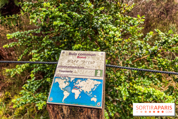 Arbor&Sens, l'Arboretum de Franchard en forêt de Fontainebleau - les photos - IMG 7955