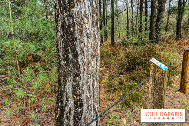 Arbor&Sens, l'Arboretum de Franchard en forêt de Fontainebleau - les photos - IMG 7950