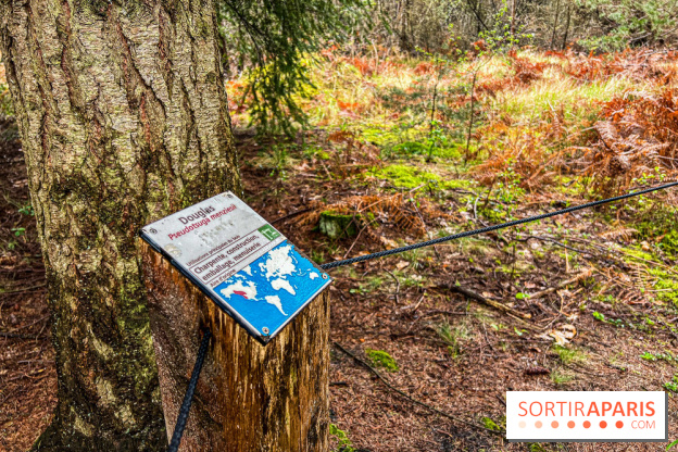 Arbor&Sens, l'Arboretum de Franchard en forêt de Fontainebleau - les photos - IMG 7949