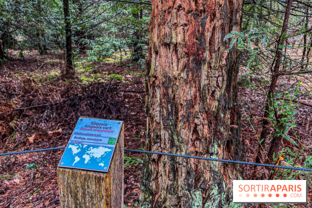 Arbor&Sens, l'Arboretum de Franchard en forêt de Fontainebleau - les photos - IMG 7946