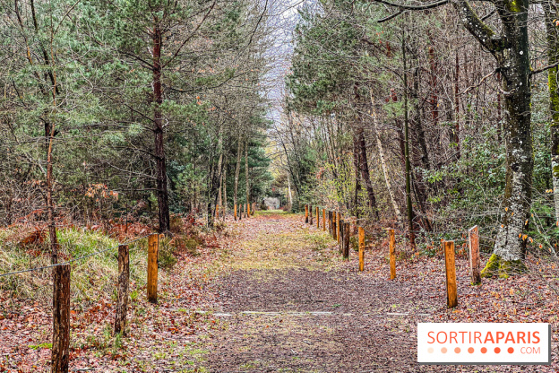 Arbor&Sens, l'Arboretum de Franchard en forêt de Fontainebleau - les photos - IMG 7938