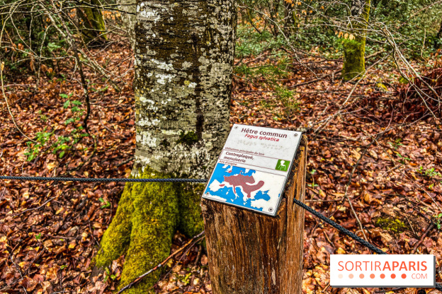Arbor&Sens, l'Arboretum de Franchard en forêt de Fontainebleau - les photos - IMG 7935