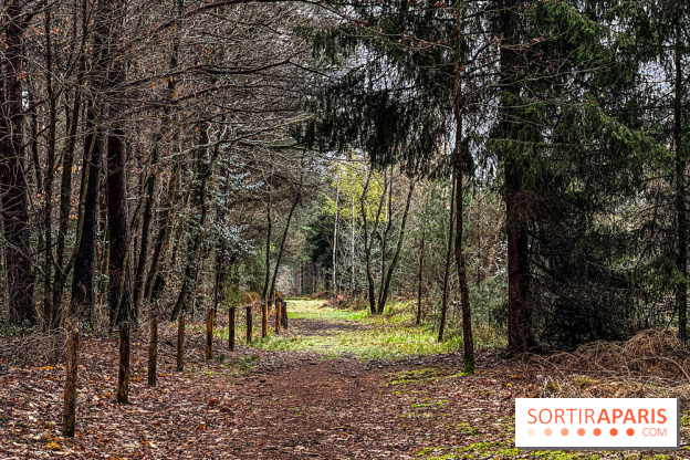 Arbor&Sens, l'Arboretum de Franchard en forêt de Fontainebleau - les photos - IMG 7933