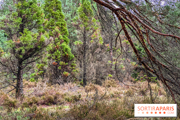 Arbor&Sens, l'Arboretum de Franchard en forêt de Fontainebleau - les photos - IMG 7923